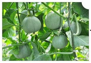 精选大瓜,独家爆料，真相大白！